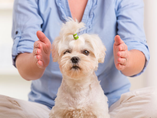 small dog reiki healing hands